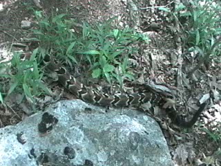 Crotalus Horridus Horridus.jpg [39 Kb]